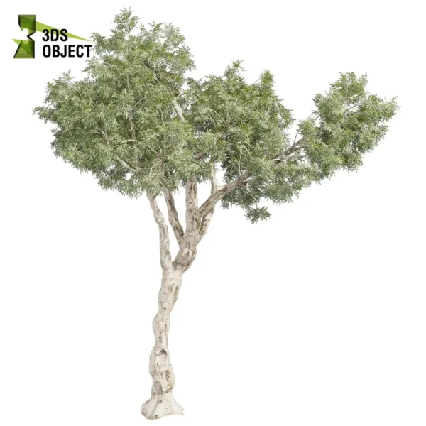 3d bush plant models botanical Visualization Landscape Foliage Vegetation buy purchase Rendering Environment tree Design high low poly greenhouse balcony decorative hamedorea 3D architectural visualization cinema 4d 3ds max blender enscpae fbx obj Rhino Sketchup lumion Eucalyptus Pauciflora