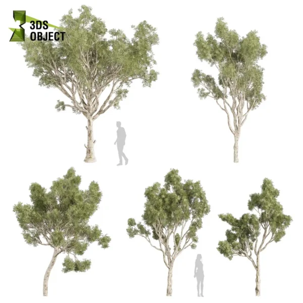 3d bush plant models botanical Visualization Landscape Foliage Vegetation buy purchase Rendering Environment tree Design high low poly greenhouse balcony decorative hamedorea 3D architectural visualization cinema 4d 3ds max blender enscpae fbx obj Rhino Sketchup lumion eucalyptus scoparia