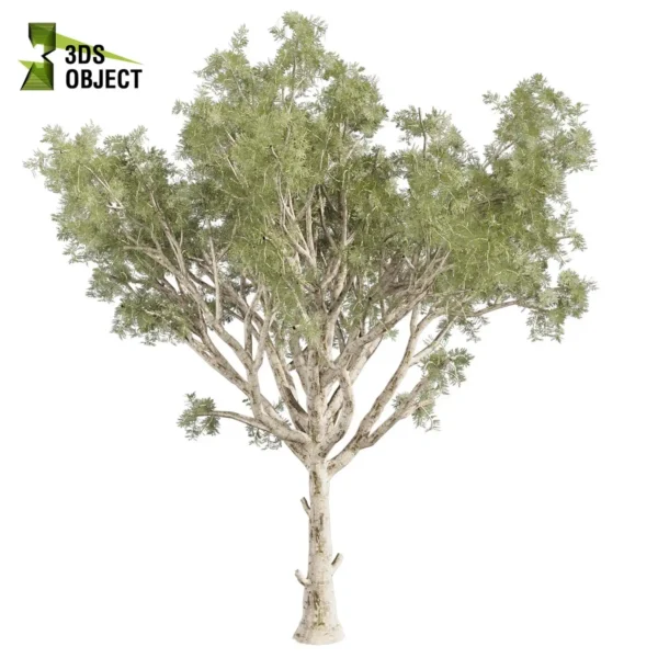 3d bush plant models botanical Visualization Landscape Foliage Vegetation buy purchase Rendering Environment tree Design high low poly greenhouse balcony decorative hamedorea 3D architectural visualization cinema 4d 3ds max blender enscpae fbx obj Rhino Sketchup lumion eucalyptus scoparia