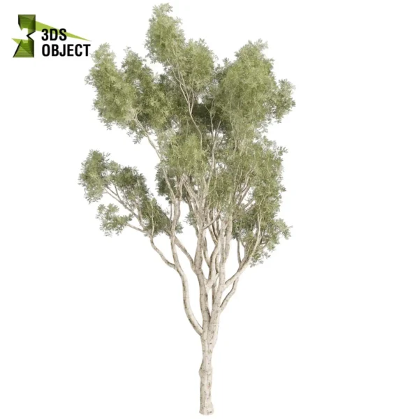 3d bush plant models botanical Visualization Landscape Foliage Vegetation buy purchase Rendering Environment tree Design high low poly greenhouse balcony decorative hamedorea 3D architectural visualization cinema 4d 3ds max blender enscpae fbx obj Rhino Sketchup lumion eucalyptus scoparia