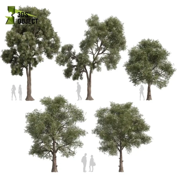 3d bush plant models botanical Visualization Landscape Foliage Vegetation buy purchase Rendering Environment tree Design high low poly greenhouse balcony decorative hamedorea 3D architectural visualization cinema 4d 3ds max blender enscpae fbx obj Rhino Sketchup lumion eucalyptus sideroxylon