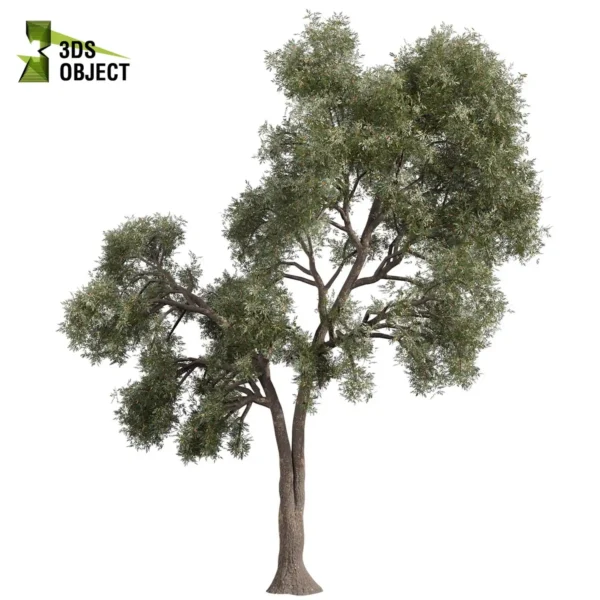 Eucalyptus Sideroxylon (Mugga Ironbark) Tree Model