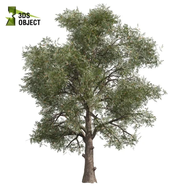 Eucalyptus Sideroxylon (Mugga Ironbark) 3D Model Collection