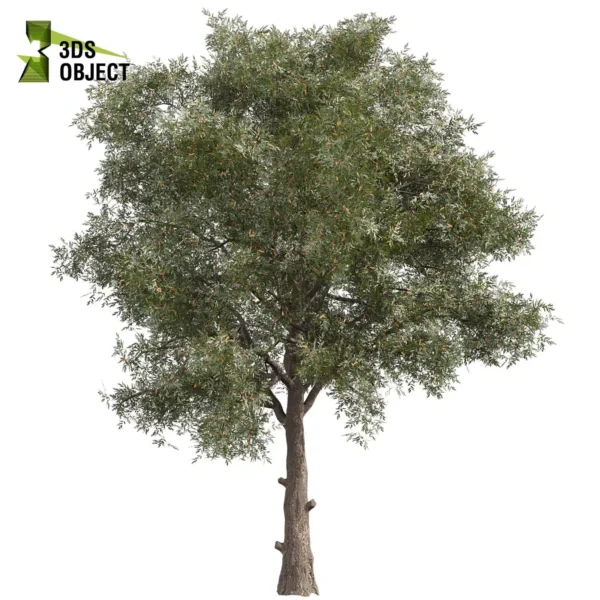 Mugga Ironbark 3D Model Collection