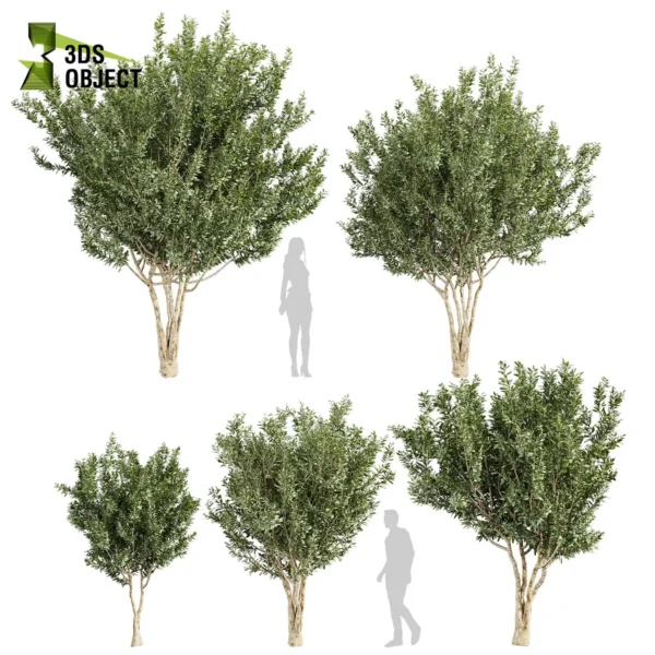 3d bush plant models botanical Visualization Landscape Foliage Vegetation buy purchase Rendering Environment tree Design high low poly greenhouse balcony decorative hamedorea 3D architectural visualization cinema 4d 3ds max blender enscpae fbx obj Rhino Sketchup lumion eucalyptus lehmannii