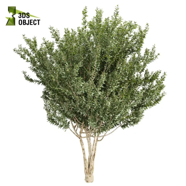 3d bush plant models botanical Visualization Landscape Foliage Vegetation buy purchase Rendering Environment tree Design high low poly greenhouse balcony decorative hamedorea 3D architectural visualization cinema 4d 3ds max blender enscpae fbx obj Rhino Sketchup lumion eucalyptus lehmannii