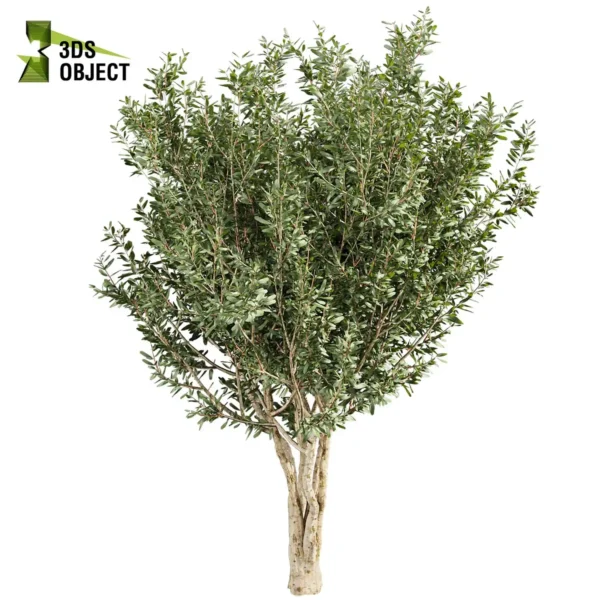 5 variety of Eucalyptus Lehmannii 3D Tree Model