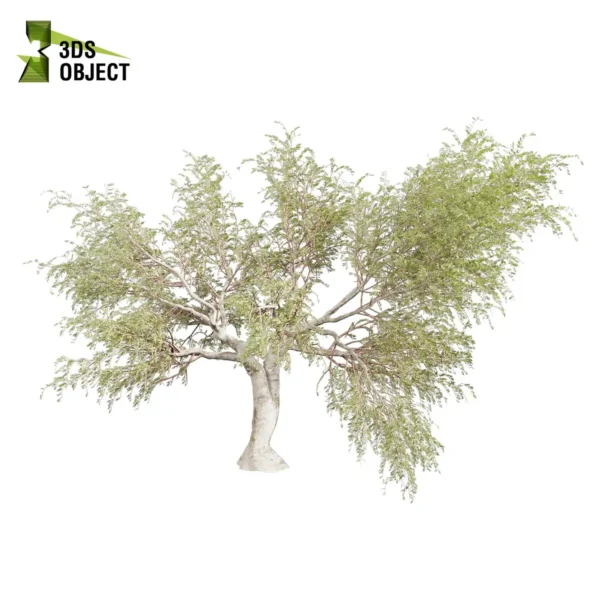 3d bush plant models botanical Visualization Landscape Foliage Vegetation buy purchase Rendering Environment tree Design high low poly greenhouse balcony decorative hamedorea 3D architectural visualization cinema 4d 3ds max blender enscpae fbx obj Rhino Sketchup lumion eucalyptus camaldulensis