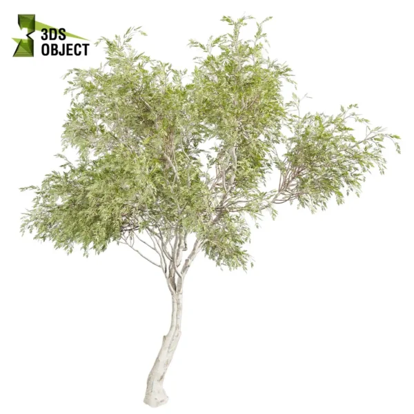 3d bush plant models botanical Visualization Landscape Foliage Vegetation buy purchase Rendering Environment tree Design high low poly greenhouse balcony decorative hamedorea 3D architectural visualization cinema 4d 3ds max blender enscpae fbx obj Rhino Sketchup lumion eucalyptus camaldulensis