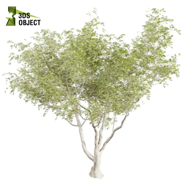 3d bush plant models botanical Visualization Landscape Foliage Vegetation buy purchase Rendering Environment tree Design high low poly greenhouse balcony decorative hamedorea 3D architectural visualization cinema 4d 3ds max blender enscpae fbx obj Rhino Sketchup lumion eucalyptus camaldulensis