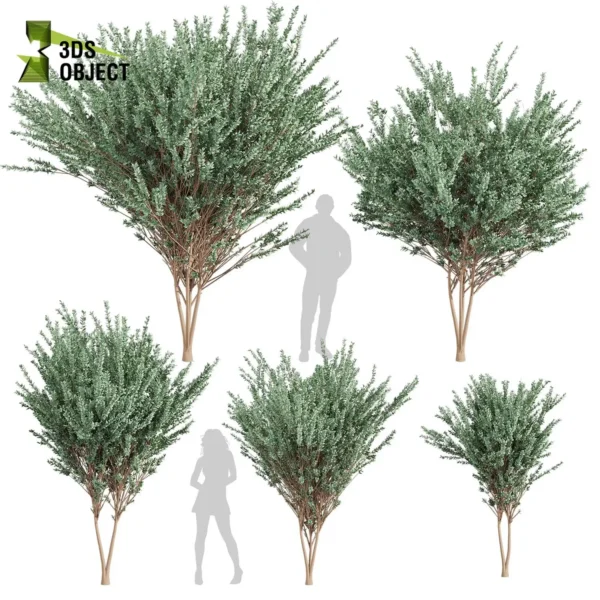 3d bush plant models botanical Visualization Landscape Foliage Vegetation buy purchase Rendering Environment tree Design high low poly greenhouse balcony decorative hamedorea 3D architectural visualization cinema 4d 3ds max blender enscpae fbx obj Rhino Sketchup lumion eucalyptus gunnii