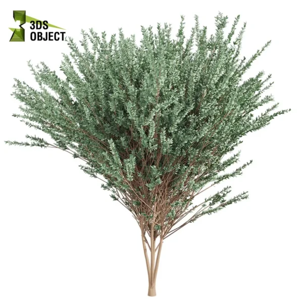 Cider Gum Tree Model