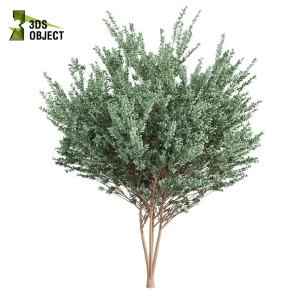 Eucalyptus Gunnii (Cider Gum Tree) 3D Model
