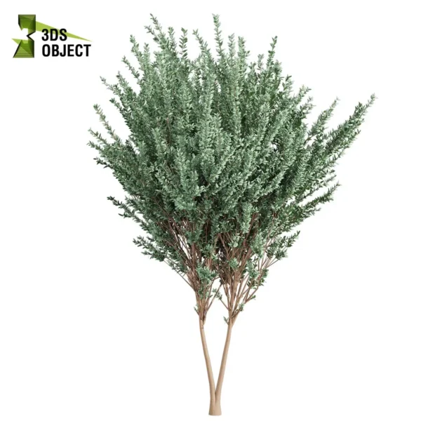 Cider Gum 3d Tree model