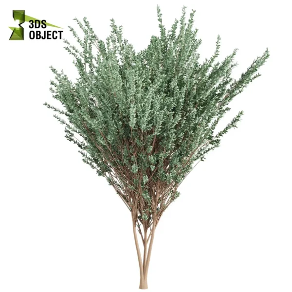 Render of Cider Gum Tree 3d