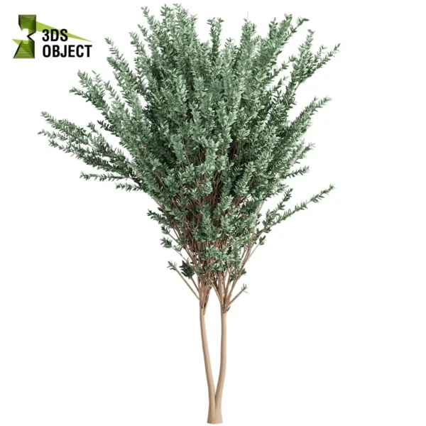 3d bush plant models botanical Visualization Landscape Foliage Vegetation buy purchase Rendering Environment tree Design high low poly greenhouse balcony decorative hamedorea 3D architectural visualization cinema 4d 3ds max blender enscpae fbx obj Rhino Sketchup lumion eucalyptus gunnii