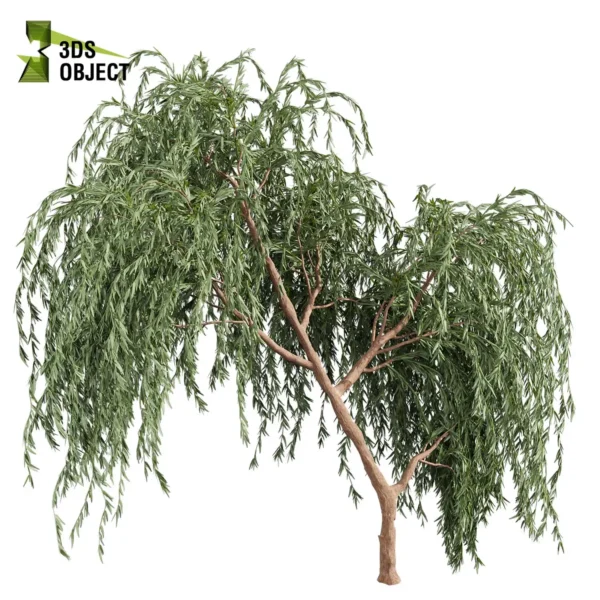 3d bush plant models botanical Visualization Landscape Foliage Vegetation buy purchase Rendering Environment tree Design high low poly greenhouse balcony decorative hamedorea 3D architectural visualization cinema 4d 3ds max blender enscpae fbx obj Rhino Sketchup lumion eucalyptus caesia