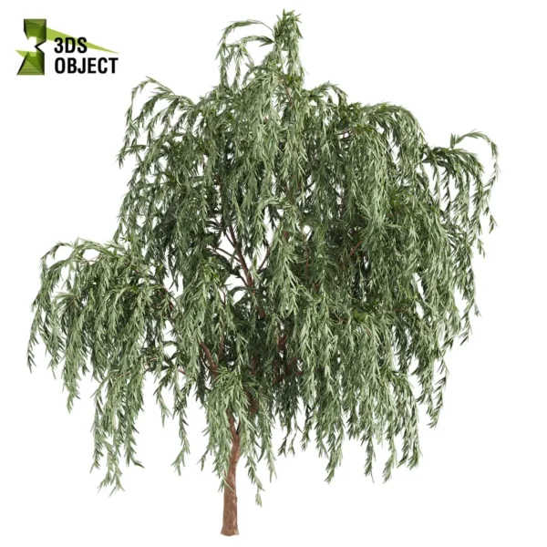 3d bush plant models botanical Visualization Landscape Foliage Vegetation buy purchase Rendering Environment tree Design high low poly greenhouse balcony decorative hamedorea 3D architectural visualization cinema 4d 3ds max blender enscpae fbx obj Rhino Sketchup lumion eucalyptus caesia