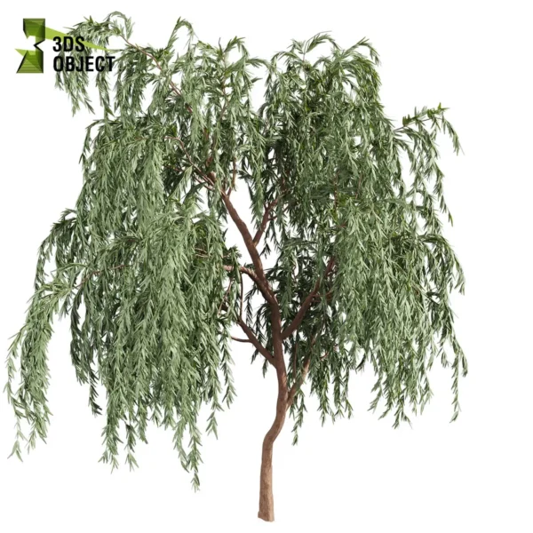 3d bush plant models botanical Visualization Landscape Foliage Vegetation buy purchase Rendering Environment tree Design high low poly greenhouse balcony decorative hamedorea 3D architectural visualization cinema 4d 3ds max blender enscpae fbx obj Rhino Sketchup lumion eucalyptus caesia