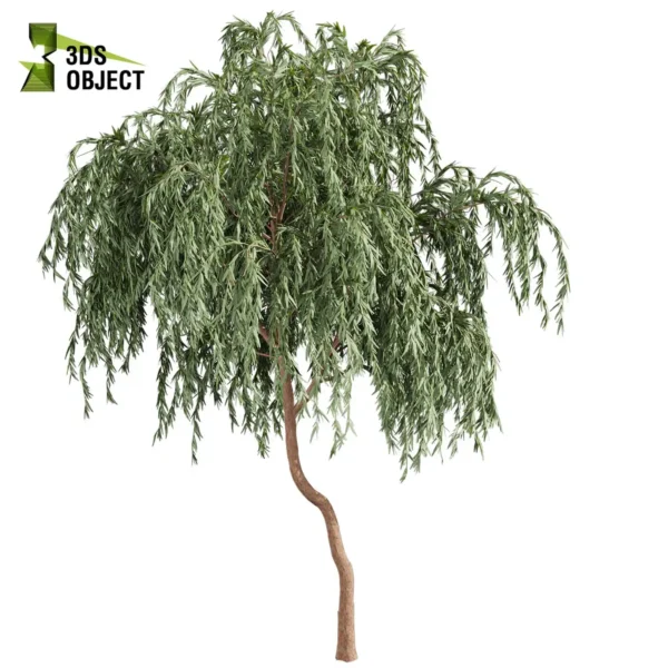 3d bush plant models botanical Visualization Landscape Foliage Vegetation buy purchase Rendering Environment tree Design high low poly greenhouse balcony decorative hamedorea 3D architectural visualization cinema 4d 3ds max blender enscpae fbx obj Rhino Sketchup lumion eucalyptus caesia