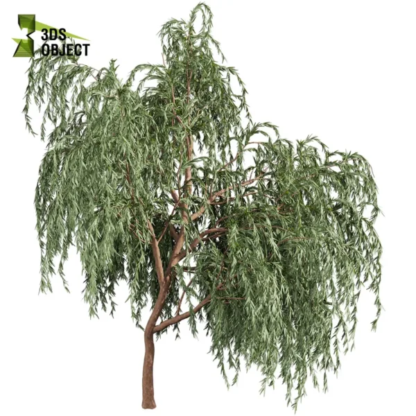 3d bush plant models botanical Visualization Landscape Foliage Vegetation buy purchase Rendering Environment tree Design high low poly greenhouse balcony decorative hamedorea 3D architectural visualization cinema 4d 3ds max blender enscpae fbx obj Rhino Sketchup lumion eucalyptus caesia