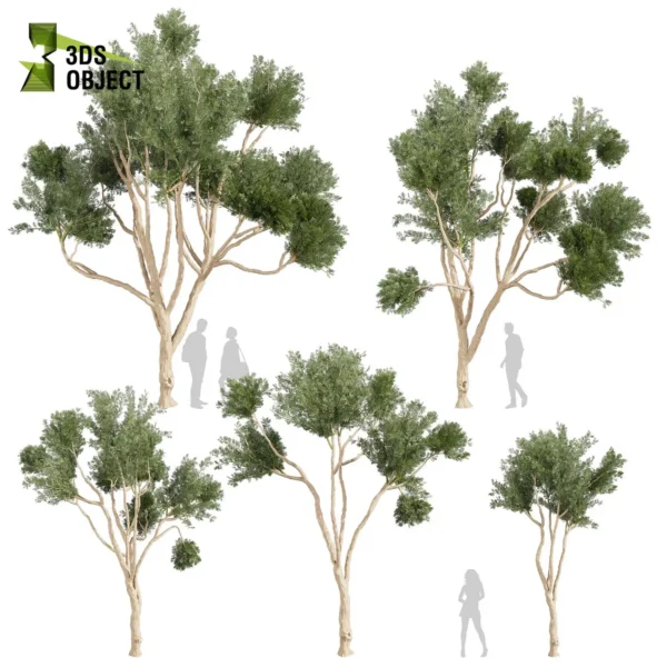 3d bush plant models botanical Visualization Landscape Foliage Vegetation buy purchase Rendering Environment tree Design high low poly greenhouse balcony decorative hamedorea 3D architectural visualization cinema 4d 3ds max blender enscpae fbx obj Rhino Sketchup lumion eucalyptus cladocalyx