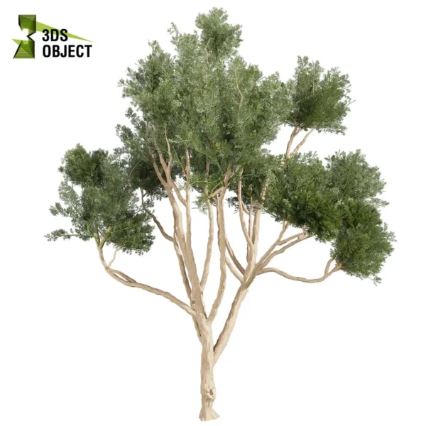 3d bush plant models botanical Visualization Landscape Foliage Vegetation buy purchase Rendering Environment tree Design high low poly greenhouse balcony decorative hamedorea 3D architectural visualization cinema 4d 3ds max blender enscpae fbx obj Rhino Sketchup lumion eucalyptus cladocalyx