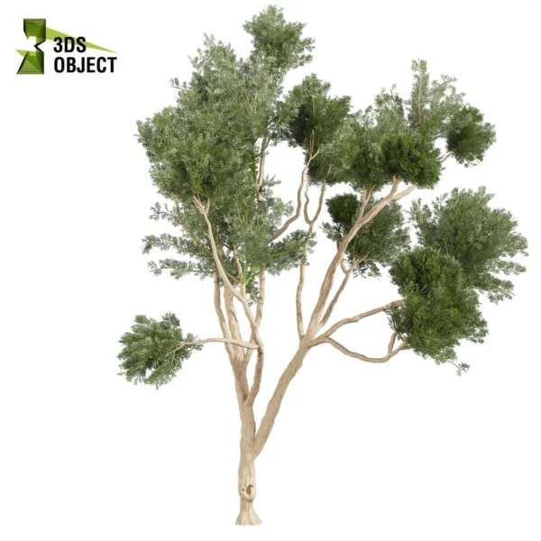 Eucalyptus Cladocalyx Tree Model
