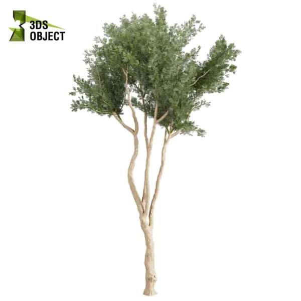 Eucalyptus Cladocalyx 3D Model