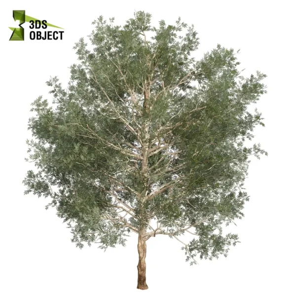 3d bush plant models botanical Visualization Landscape Foliage Vegetation buy purchase Rendering Environment tree Design high low poly greenhouse balcony decorative hamedorea 3D architectural visualization cinema 4d 3ds max blender enscpae fbx obj Rhino Sketchup lumion eucalyptus grandis