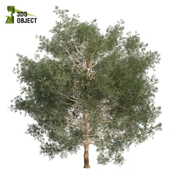 3d bush plant models botanical Visualization Landscape Foliage Vegetation buy purchase Rendering Environment tree Design high low poly greenhouse balcony decorative hamedorea 3D architectural visualization cinema 4d 3ds max blender enscpae fbx obj Rhino Sketchup lumion eucalyptus grandis