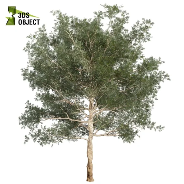 3d bush plant models botanical Visualization Landscape Foliage Vegetation buy purchase Rendering Environment tree Design high low poly greenhouse balcony decorative hamedorea 3D architectural visualization cinema 4d 3ds max blender enscpae fbx obj Rhino Sketchup lumion eucalyptus grandis