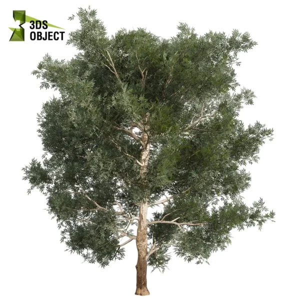 3d bush plant models botanical Visualization Landscape Foliage Vegetation buy purchase Rendering Environment tree Design high low poly greenhouse balcony decorative hamedorea 3D architectural visualization cinema 4d 3ds max blender enscpae fbx obj Rhino Sketchup lumion eucalyptus grandis