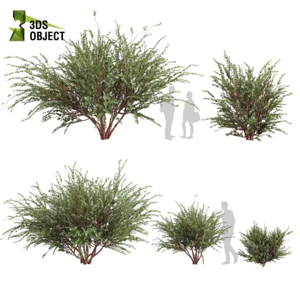 3d bush plant models botanical Visualization Landscape Foliage Vegetation buy purchase Rendering Environment tree Design high low poly greenhouse balcony decorative hamedorea 3D architectural visualization cinema 4d 3ds max blender enscpae fbx obj Rhino Sketchup lumion eucalyptus websteriana