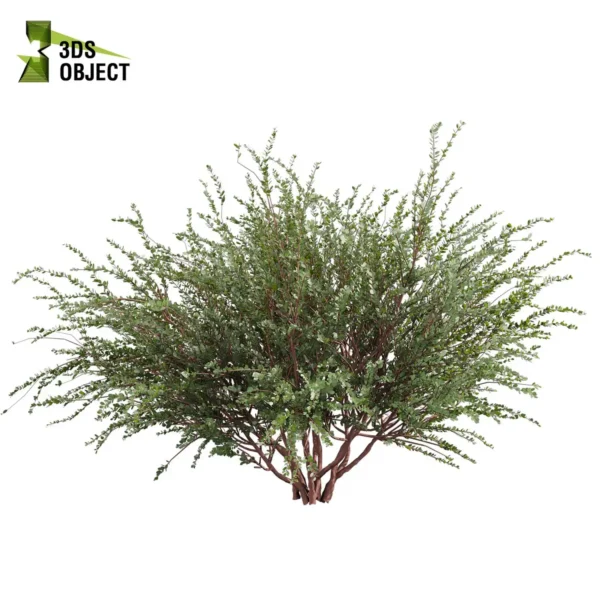 3d bush plant models botanical Visualization Landscape Foliage Vegetation buy purchase Rendering Environment tree Design high low poly greenhouse balcony decorative hamedorea 3D architectural visualization cinema 4d 3ds max blender enscpae fbx obj Rhino Sketchup lumion eucalyptus websteriana