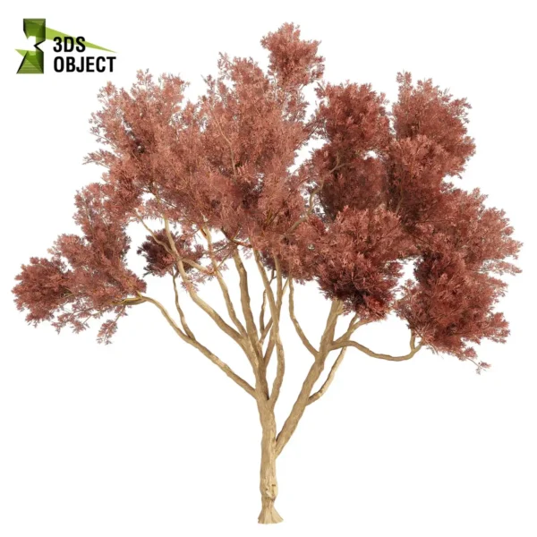 3d bush plant models botanical Visualization Landscape Foliage Vegetation buy purchase Rendering Environment tree Design high low poly greenhouse balcony decorative hamedorea 3D architectural visualization cinema 4d 3ds max blender enscpae fbx obj Rhino Sketchup lumion eucalyptus leucoxylon