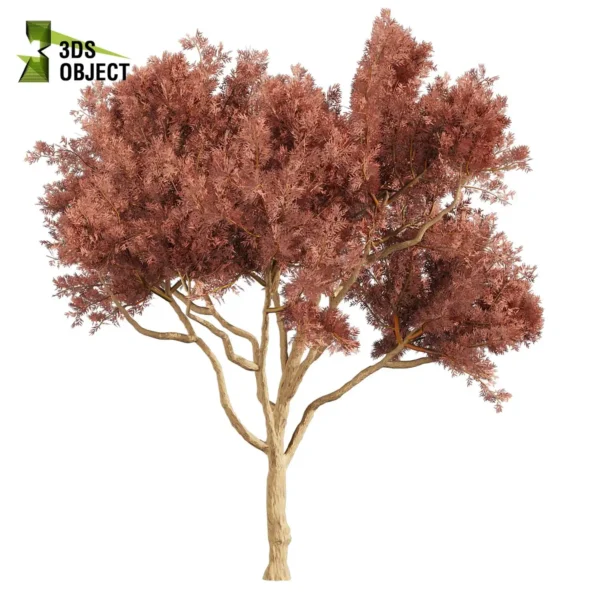 3d bush plant models botanical Visualization Landscape Foliage Vegetation buy purchase Rendering Environment tree Design high low poly greenhouse balcony decorative hamedorea 3D architectural visualization cinema 4d 3ds max blender enscpae fbx obj Rhino Sketchup lumion eucalyptus leucoxylon