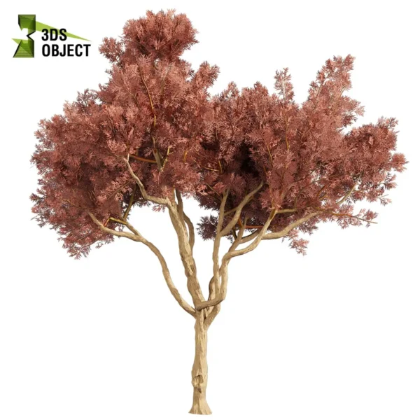 3d bush plant models botanical Visualization Landscape Foliage Vegetation buy purchase Rendering Environment tree Design high low poly greenhouse balcony decorative hamedorea 3D architectural visualization cinema 4d 3ds max blender enscpae fbx obj Rhino Sketchup lumion eucalyptus leucoxylon