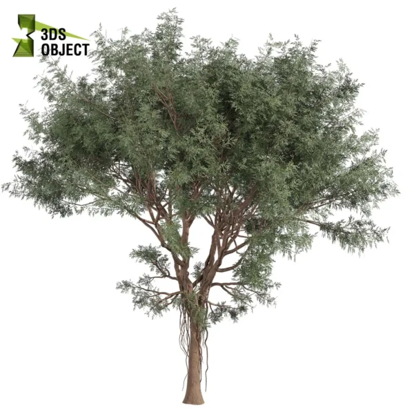 3d bush plant models botanical Visualization Landscape Foliage Vegetation buy purchase Rendering Environment tree Design high low poly greenhouse balcony decorative hamedorea 3D architectural visualization cinema 4d 3ds max blender enscpae fbx obj Rhino Sketchup lumion eucalyptus chapmaniana