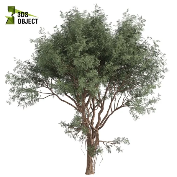 Render of Eucalyptus Chapmaniana 3D Model