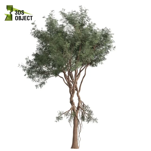 Single Eucalyptus Chapmaniana