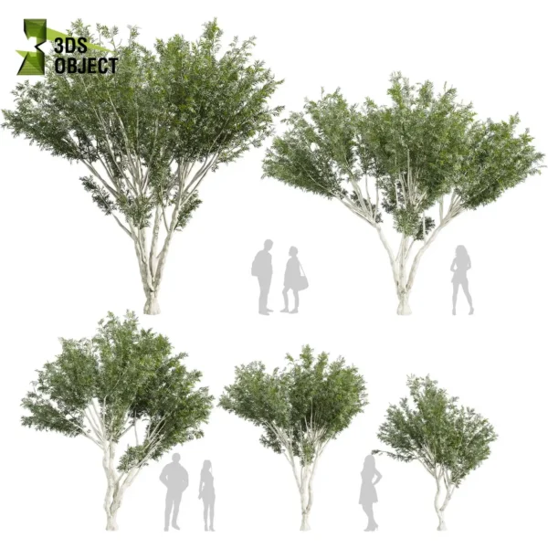 3d bush plant models botanical Visualization Landscape Foliage Vegetation buy purchase Rendering Environment tree Design high low poly greenhouse balcony decorative hamedorea 3D architectural visualization cinema 4d 3ds max blender enscpae fbx obj Rhino Sketchup lumion eucalyptus viminalis
