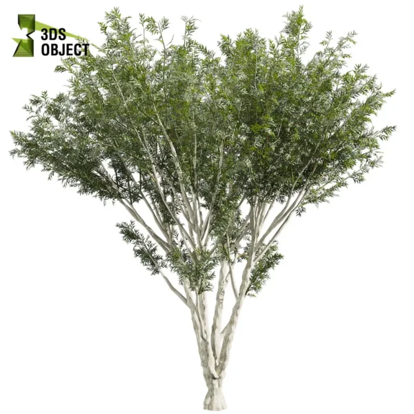 3d bush plant models botanical Visualization Landscape Foliage Vegetation buy purchase Rendering Environment tree Design high low poly greenhouse balcony decorative hamedorea 3D architectural visualization cinema 4d 3ds max blender enscpae fbx obj Rhino Sketchup lumion eucalyptus viminalis