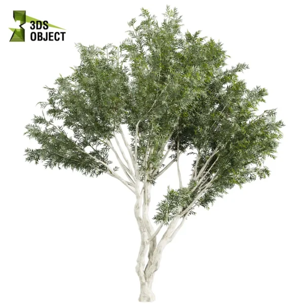 3d bush plant models botanical Visualization Landscape Foliage Vegetation buy purchase Rendering Environment tree Design high low poly greenhouse balcony decorative hamedorea 3D architectural visualization cinema 4d 3ds max blender enscpae fbx obj Rhino Sketchup lumion eucalyptus viminalis