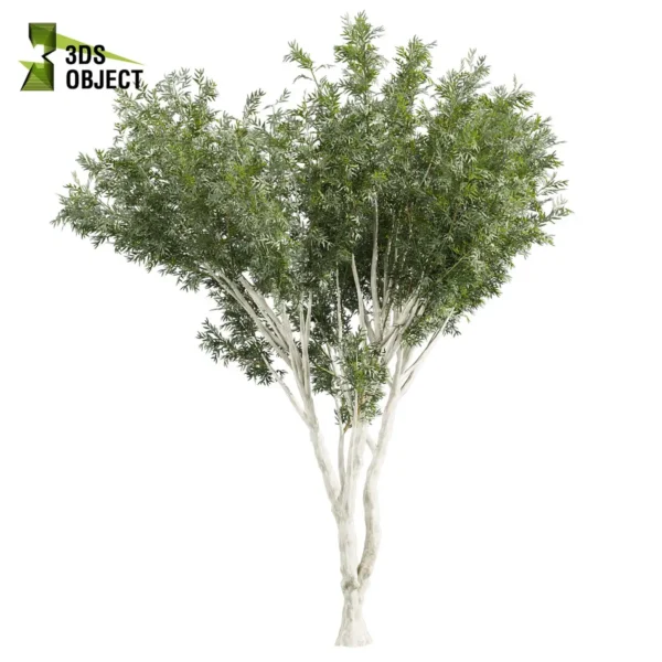 3d bush plant models botanical Visualization Landscape Foliage Vegetation buy purchase Rendering Environment tree Design high low poly greenhouse balcony decorative hamedorea 3D architectural visualization cinema 4d 3ds max blender enscpae fbx obj Rhino Sketchup lumion eucalyptus viminalis