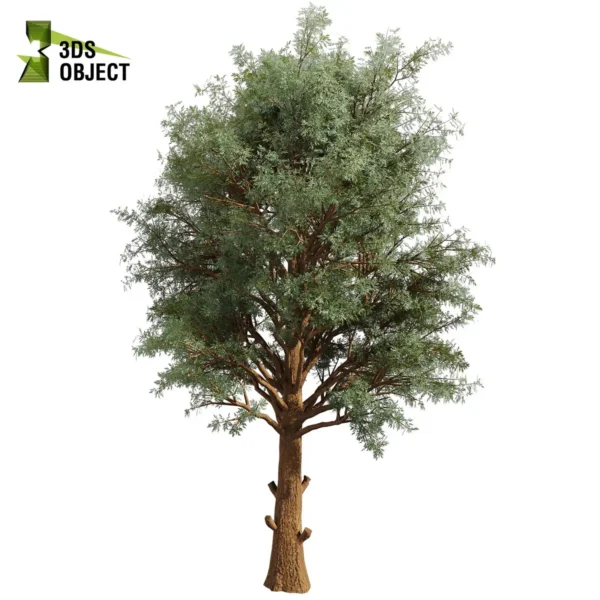 3d bush plant models botanical Visualization Landscape Foliage Vegetation buy purchase Rendering Environment tree Design high low poly greenhouse balcony decorative hamedorea 3D architectural visualization cinema 4d 3ds max blender enscpae fbx obj Rhino Sketchup lumion eucalyptus macarthurii