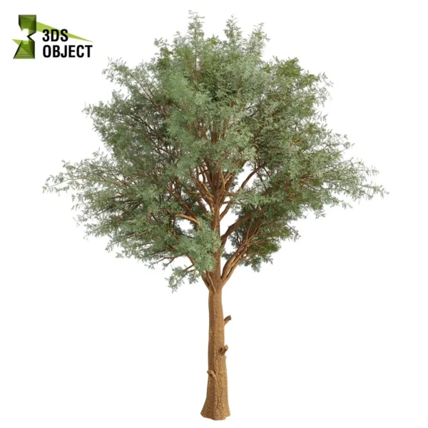 3d bush plant models botanical Visualization Landscape Foliage Vegetation buy purchase Rendering Environment tree Design high low poly greenhouse balcony decorative hamedorea 3D architectural visualization cinema 4d 3ds max blender enscpae fbx obj Rhino Sketchup lumion eucalyptus macarthurii