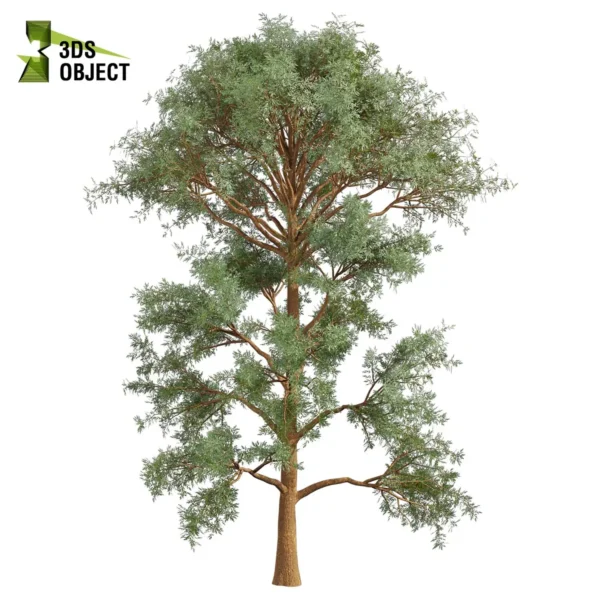 3d bush plant models botanical Visualization Landscape Foliage Vegetation buy purchase Rendering Environment tree Design high low poly greenhouse balcony decorative hamedorea 3D architectural visualization cinema 4d 3ds max blender enscpae fbx obj Rhino Sketchup lumion eucalyptus macarthurii