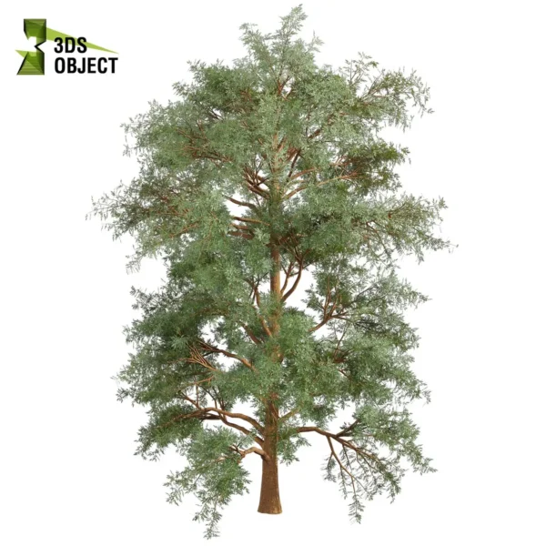 3d bush plant models botanical Visualization Landscape Foliage Vegetation buy purchase Rendering Environment tree Design high low poly greenhouse balcony decorative hamedorea 3D architectural visualization cinema 4d 3ds max blender enscpae fbx obj Rhino Sketchup lumion eucalyptus macarthurii