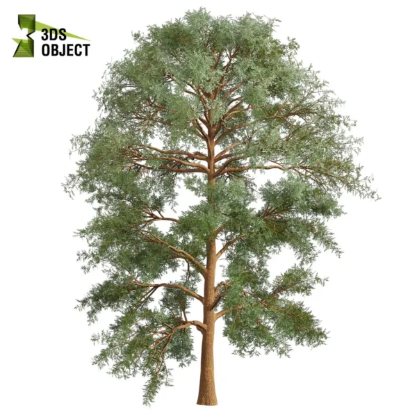 3d bush plant models botanical Visualization Landscape Foliage Vegetation buy purchase Rendering Environment tree Design high low poly greenhouse balcony decorative hamedorea 3D architectural visualization cinema 4d 3ds max blender enscpae fbx obj Rhino Sketchup lumion eucalyptus macarthurii